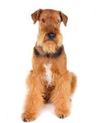 large_airedale-terrier-0-636246611802606981.jpg
