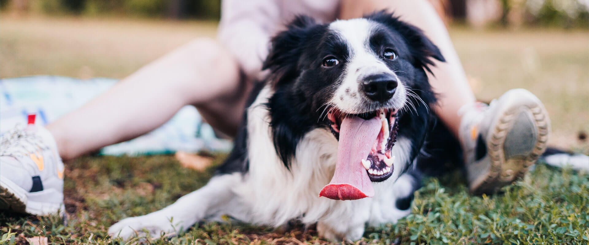Schwarz weißer Border Collie mit heraushängender Zunge der zwischen den Beinen einer Person auf einem Rasen liegt