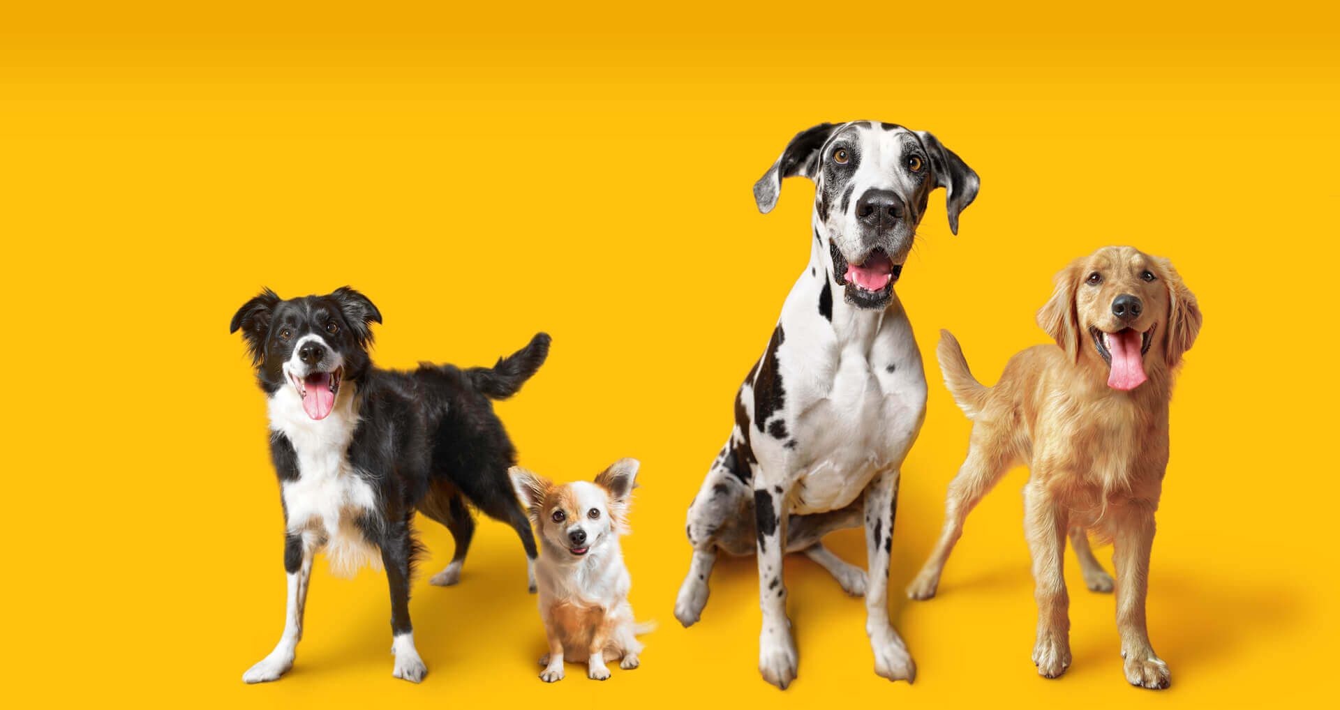 Hundegruppe