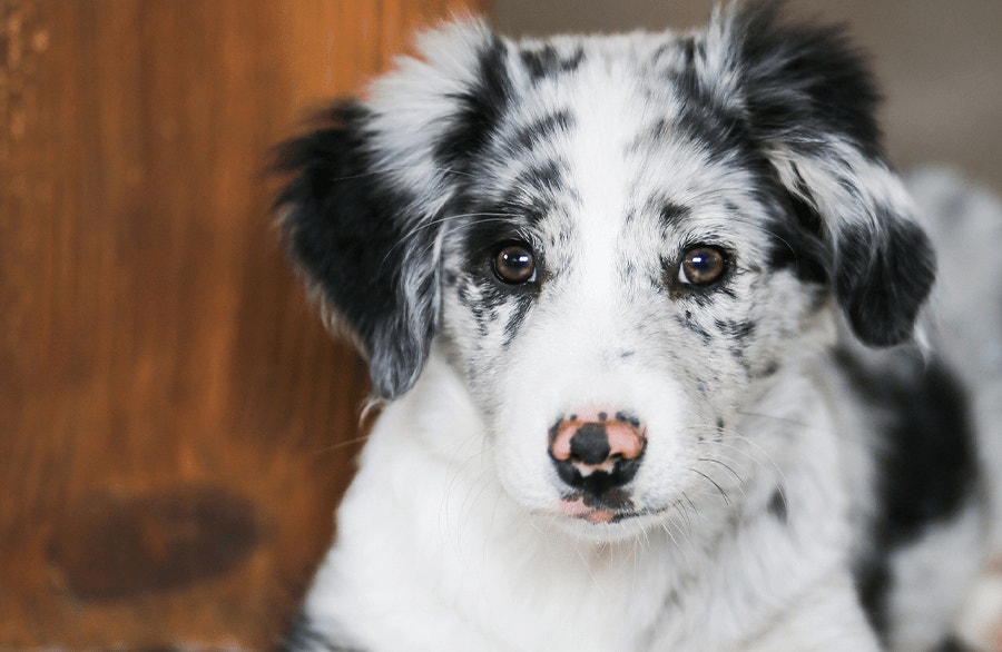 Dog Adoption