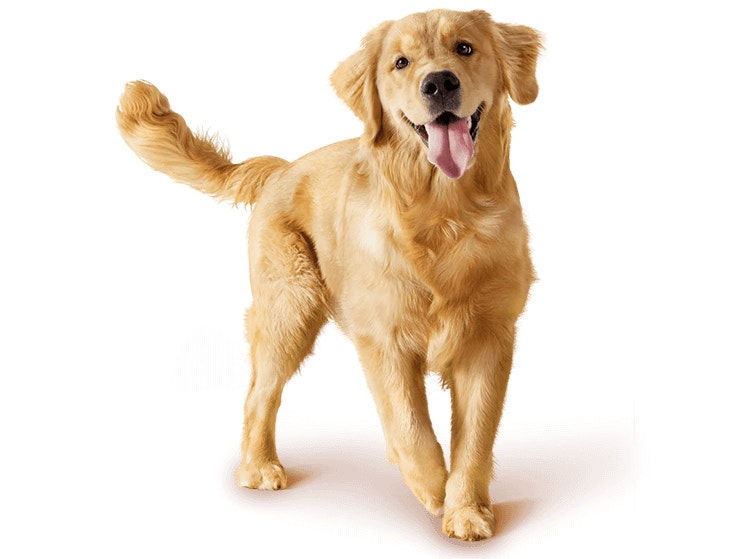 Hundegesundheit