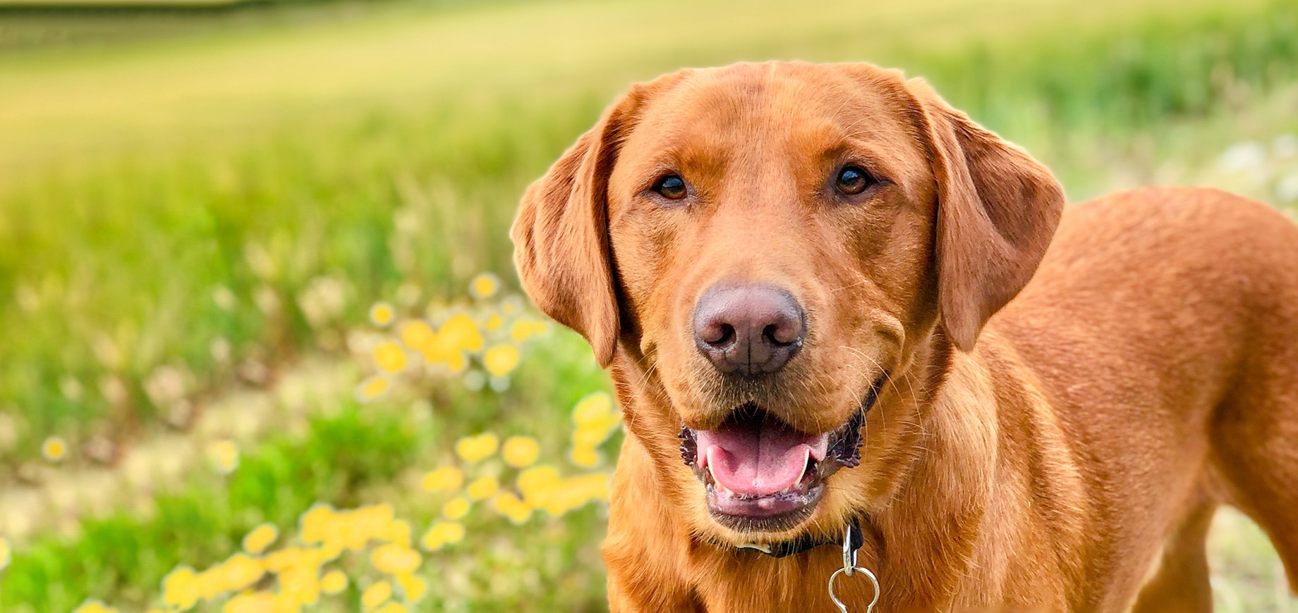 Calcium-phosphorus-and-your-dog-detail.png
