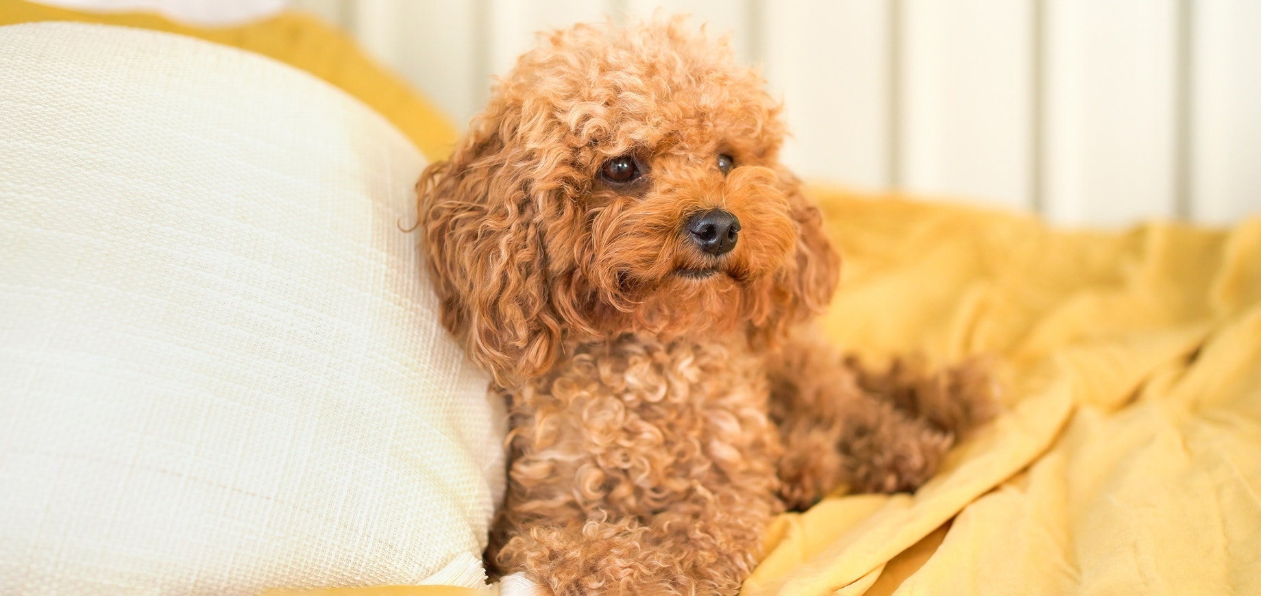 Canine-colds-detail.png
