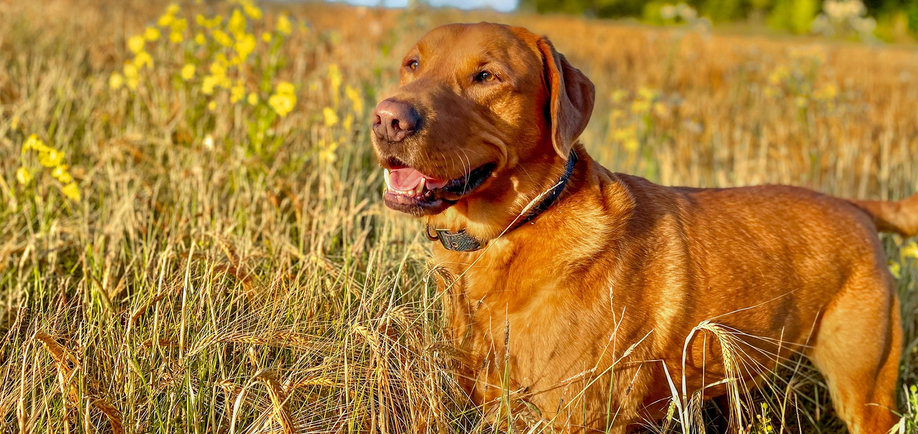 Dem-Hund-die-Zahne-putzen-detail.png