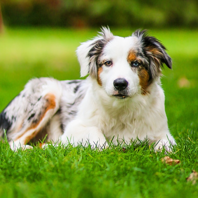 Getting-ready-for-your-new-puppy-or-dog-mobile.png