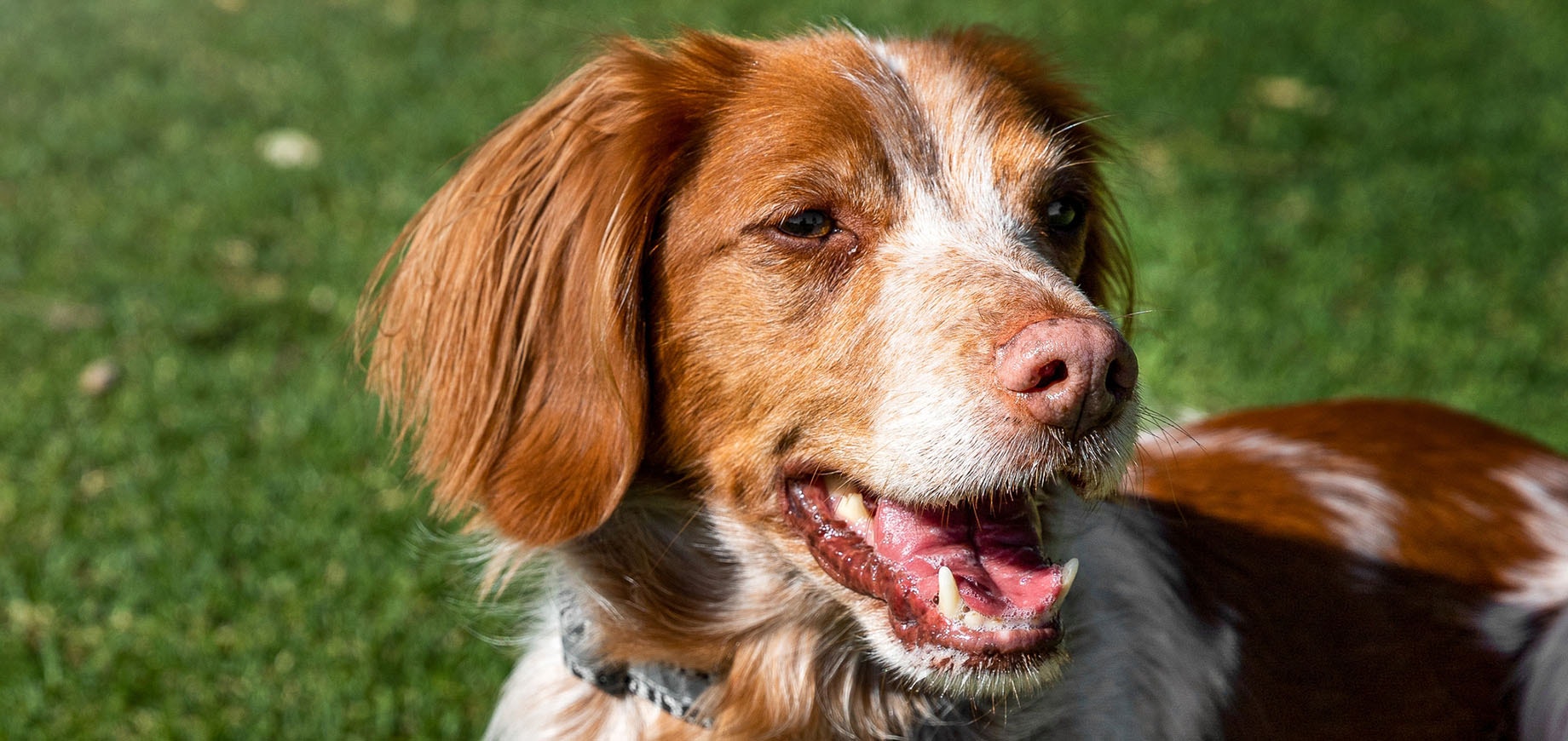 Hindern-Sie-Ihren-Hund-daran-an-Menschen-hochzuspringen-detail.png