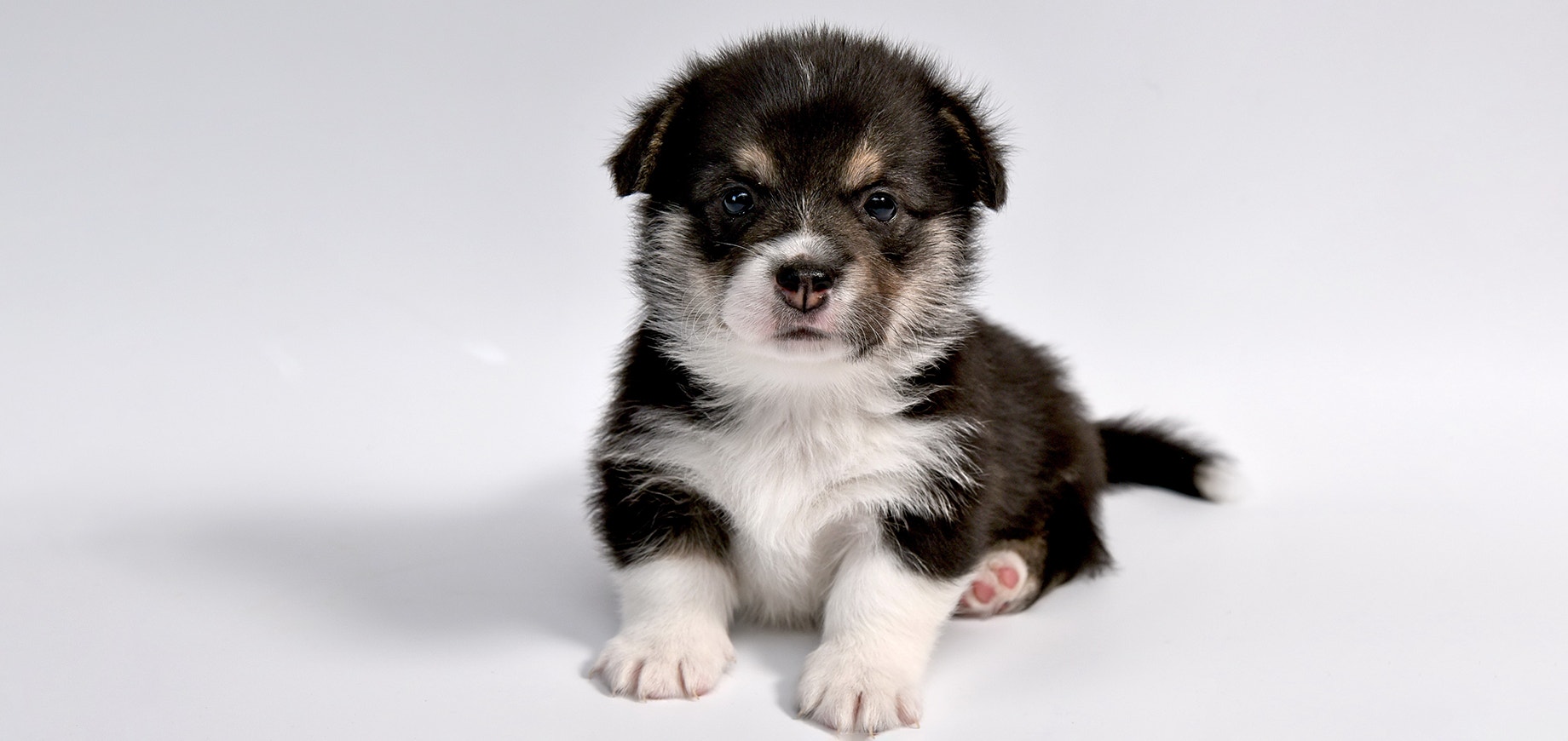 House-training-your-puppy-detail.png