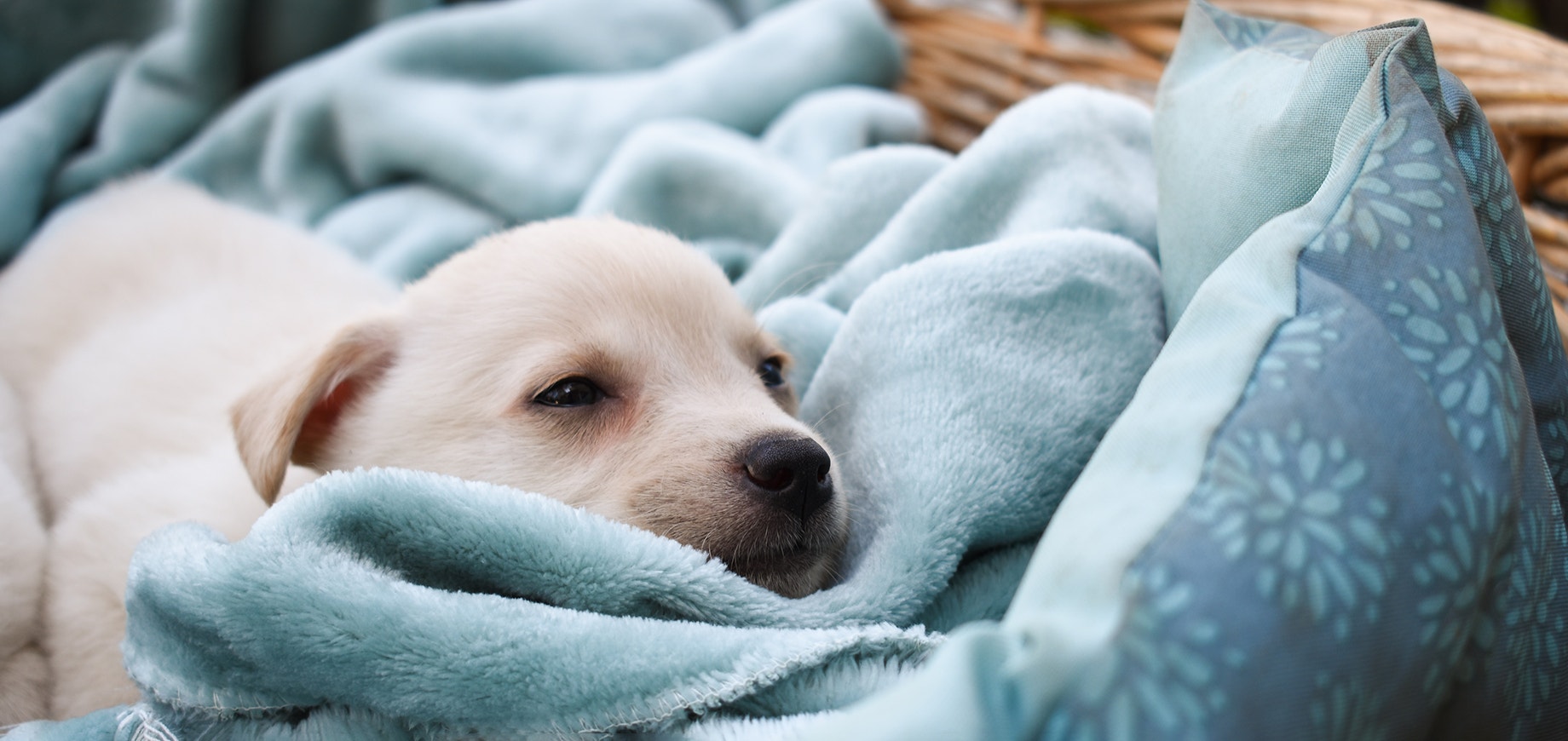 Is-my-dog-or-puppy-ill-detail.png