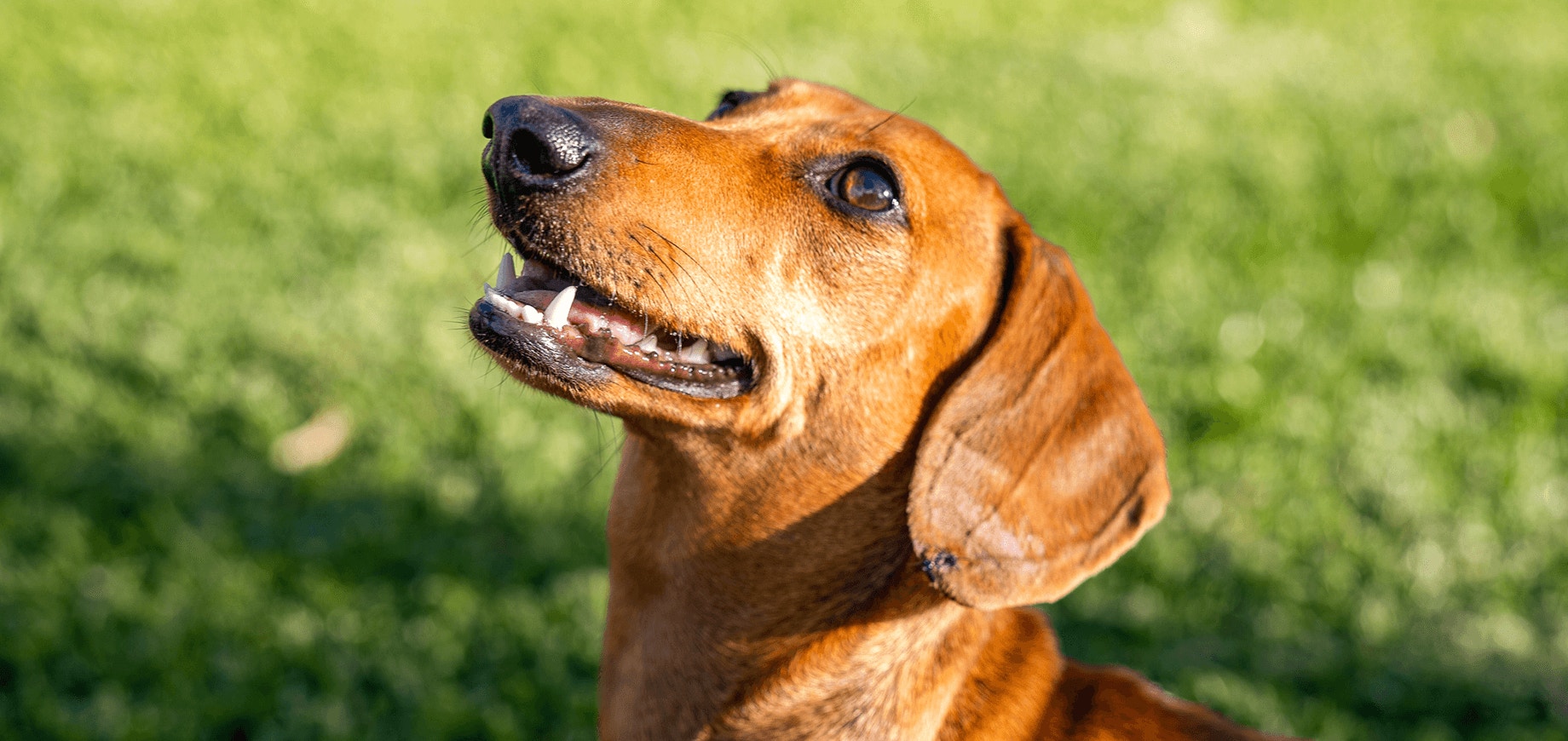 PED_SmallDog_5-detail.png