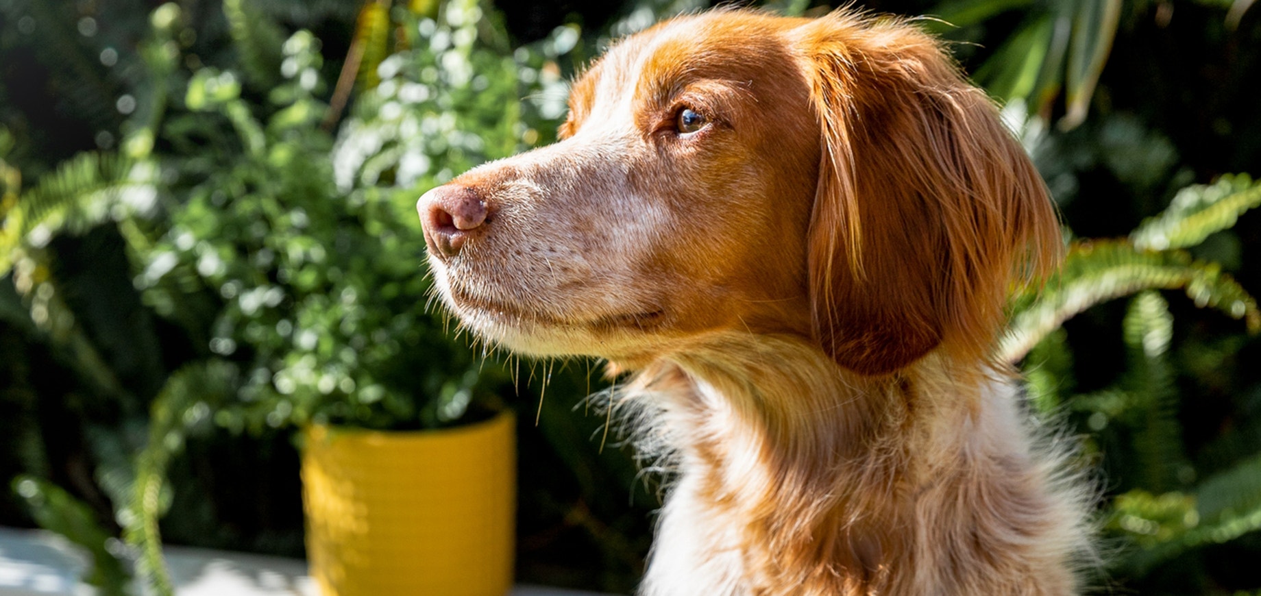 Bringe deinem Hund bei, die Pfote zu geben