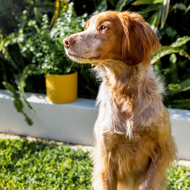 Bringe deinem Hund bei, die Pfote zu geben