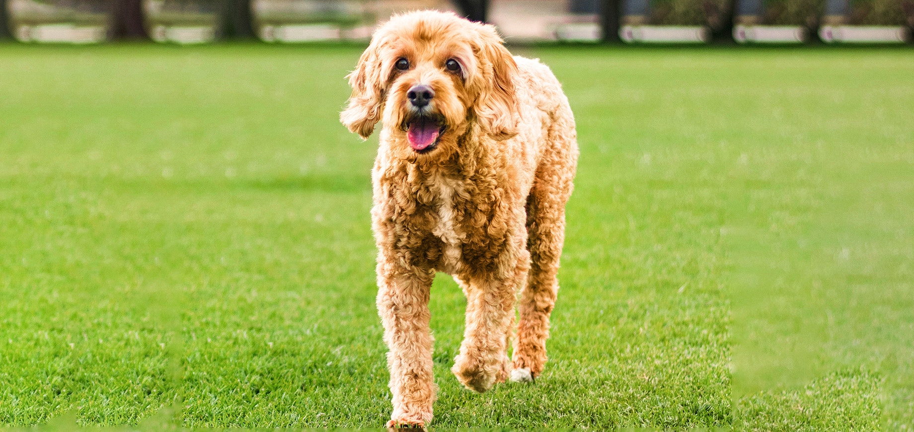 Train-your-dog-to-come-on-command-detail.png