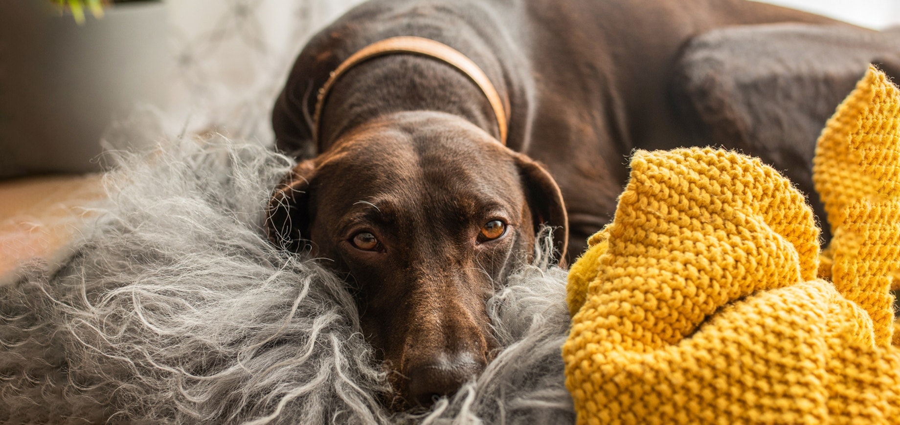 Umgang-mit-einem-gestressten-Hund-detail.png