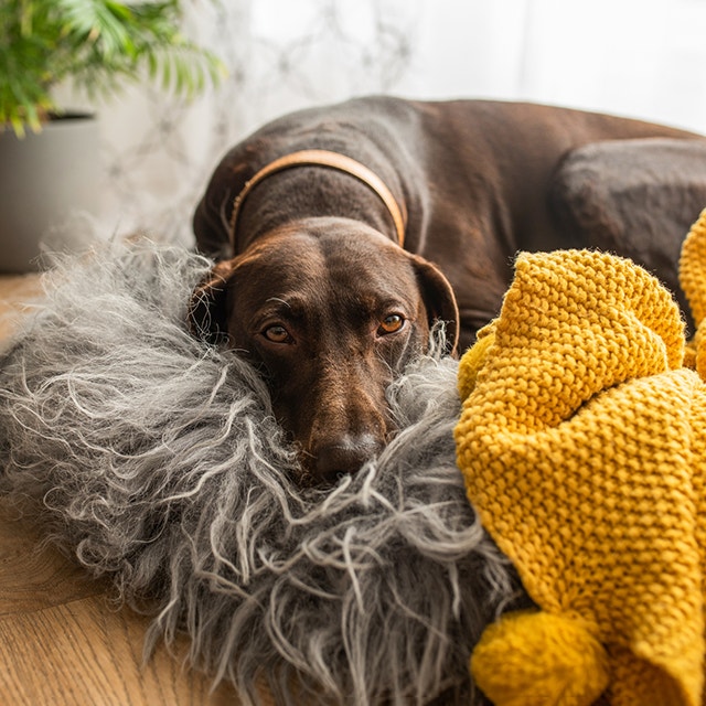 Umgang-mit-einem-gestressten-Hund-mobile.png