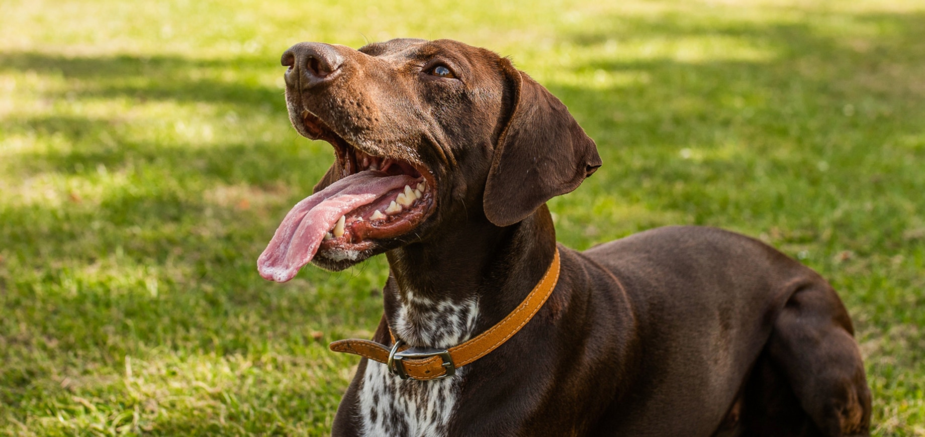Zahnerkrankungen-Parodontalerkrankungen-beim-Hund-detail.png