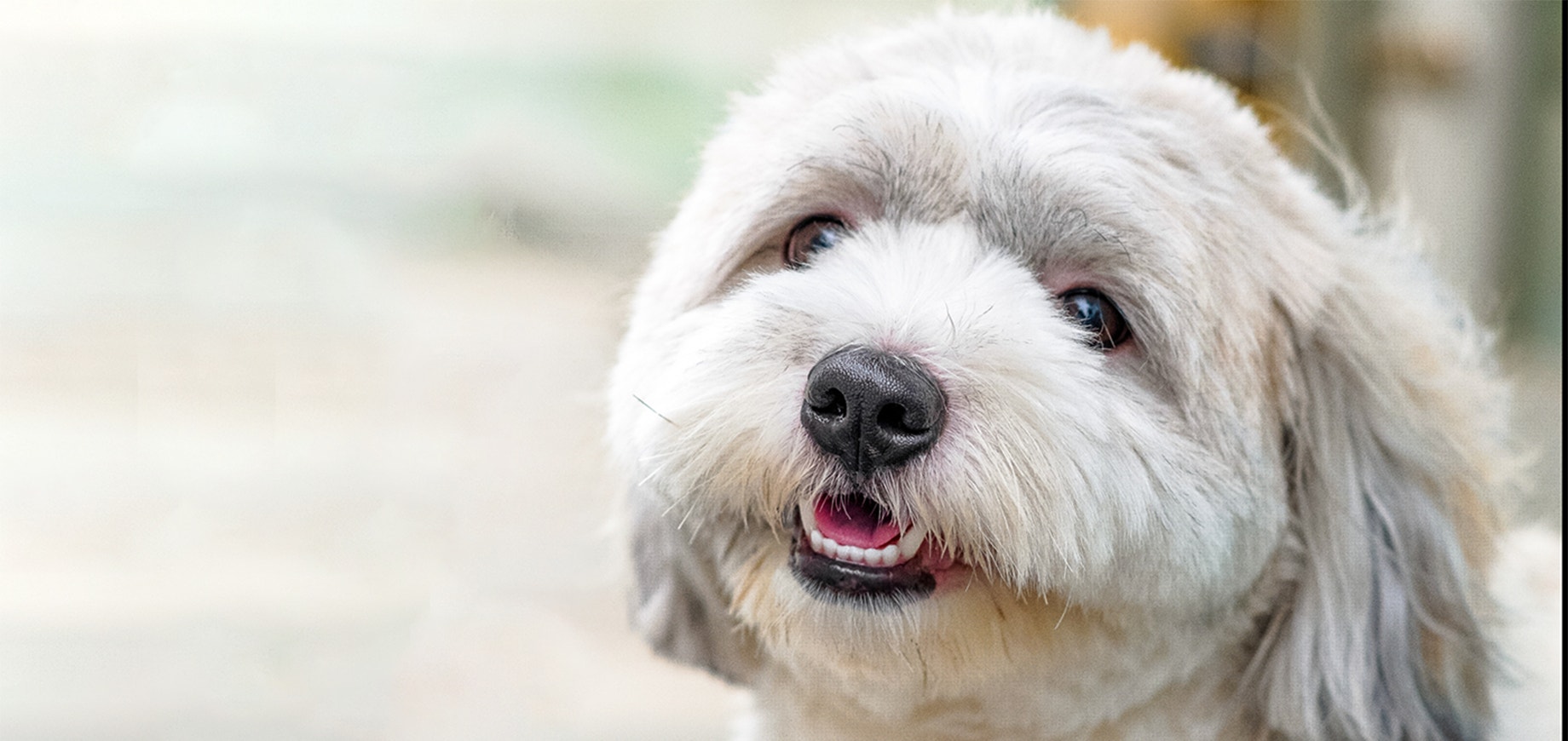 Zahnpflege-beim-Hund-detail.png