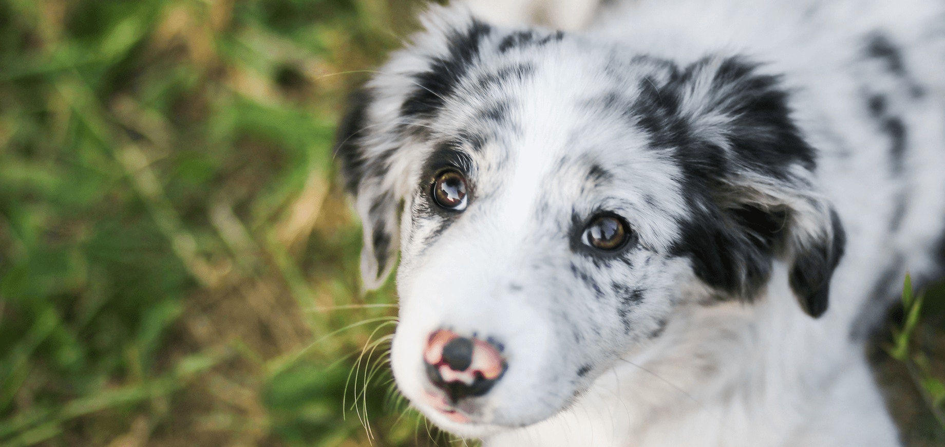adopter-un-chiot-abandonne-detail_0.png