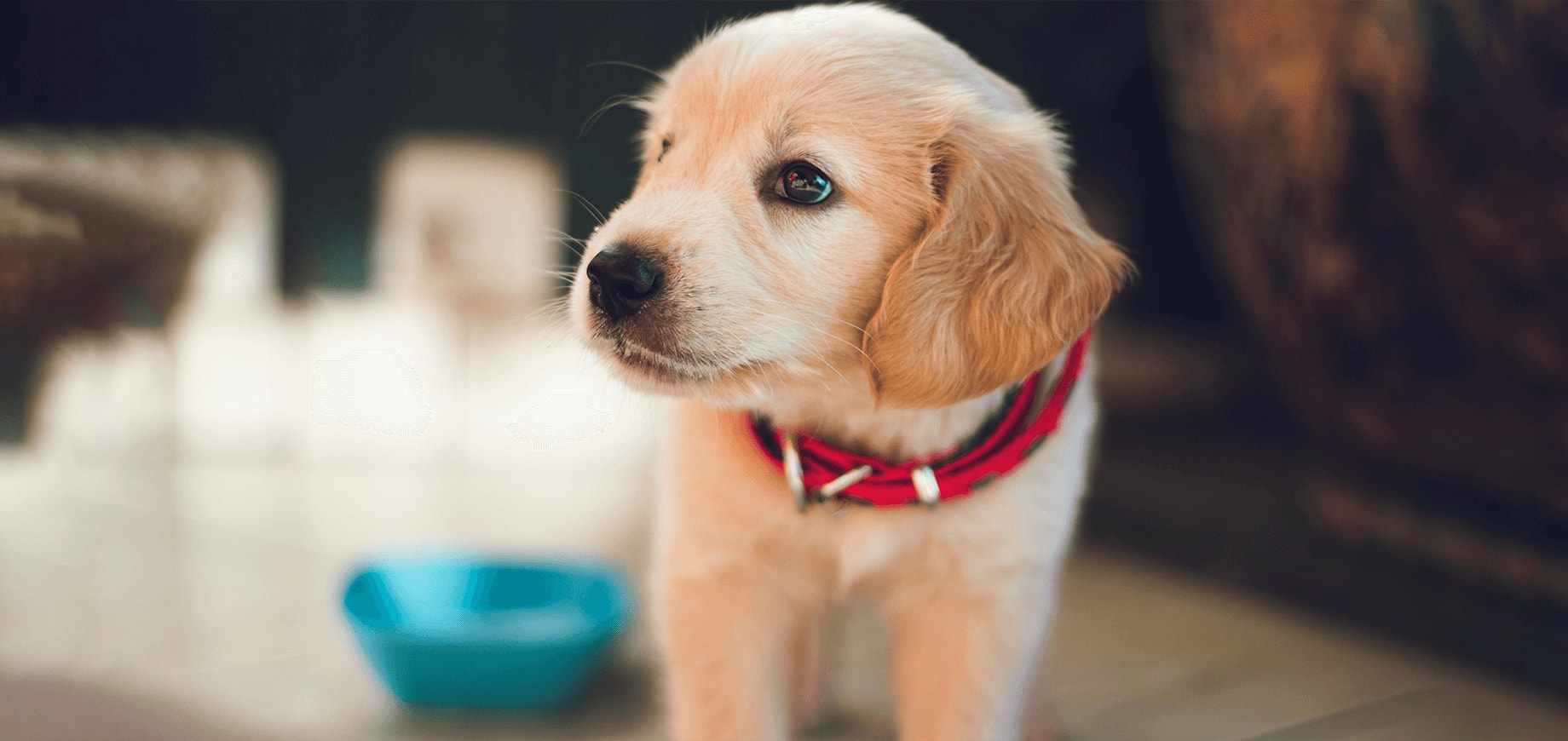 puppy-dog-detail.png