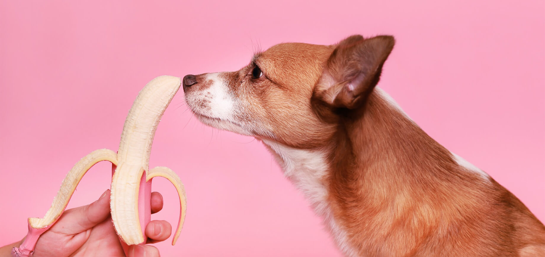 Hund schnüffelt neugierig an einer reifen Banane