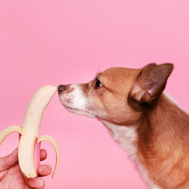 Hund schnüffelt neugierig an einer reifen Banane