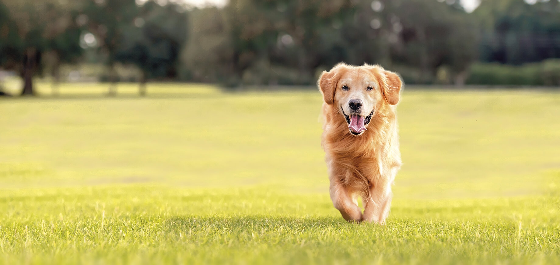 Ein glücklicher Hund auf einer Wiese