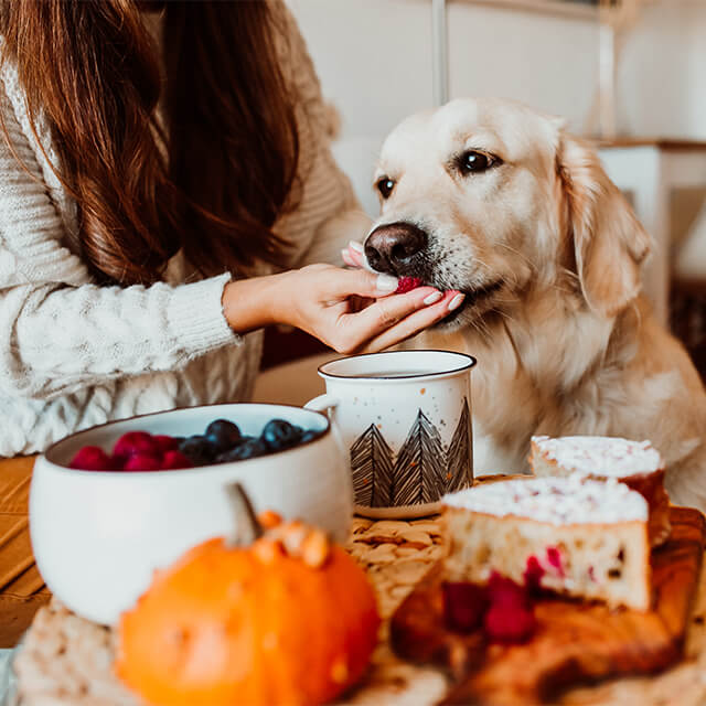 ein Labrador Retriever, der Obst aus der Hand seines Besitzers frisst