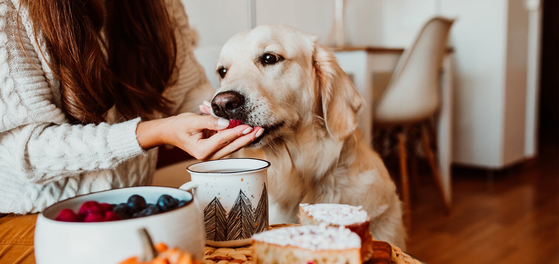 ein Labrador Retriever, der Obst aus der Hand seines Besitzers frisst