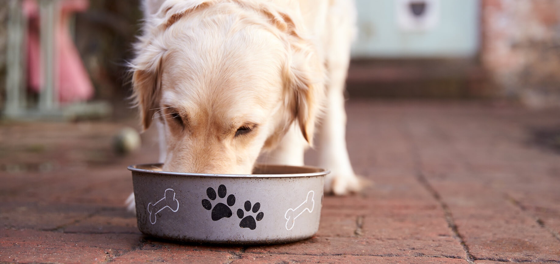 Hund frisst aus Napf