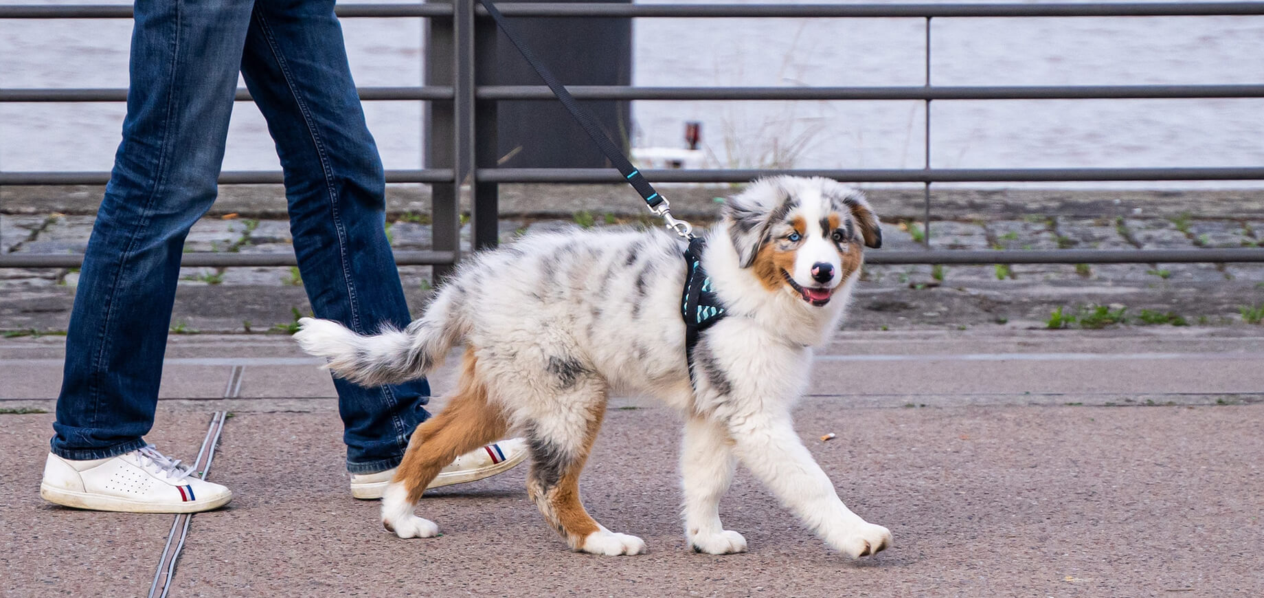Hund läuft an der Leine