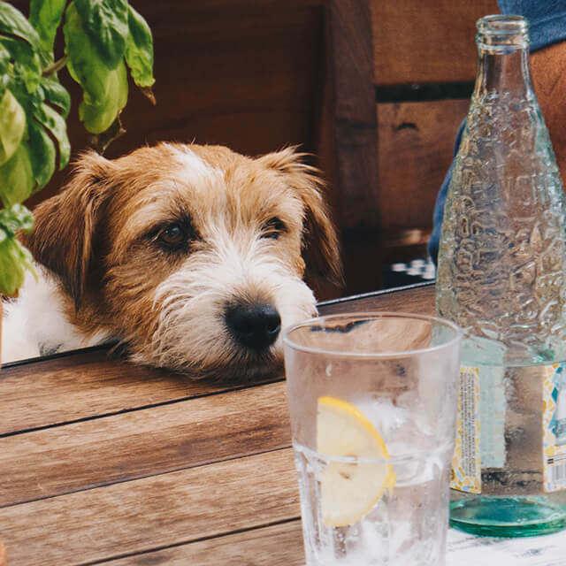 Ein neugieriger Hund blickt auf ein Glas Wasser auf einem Holztisch