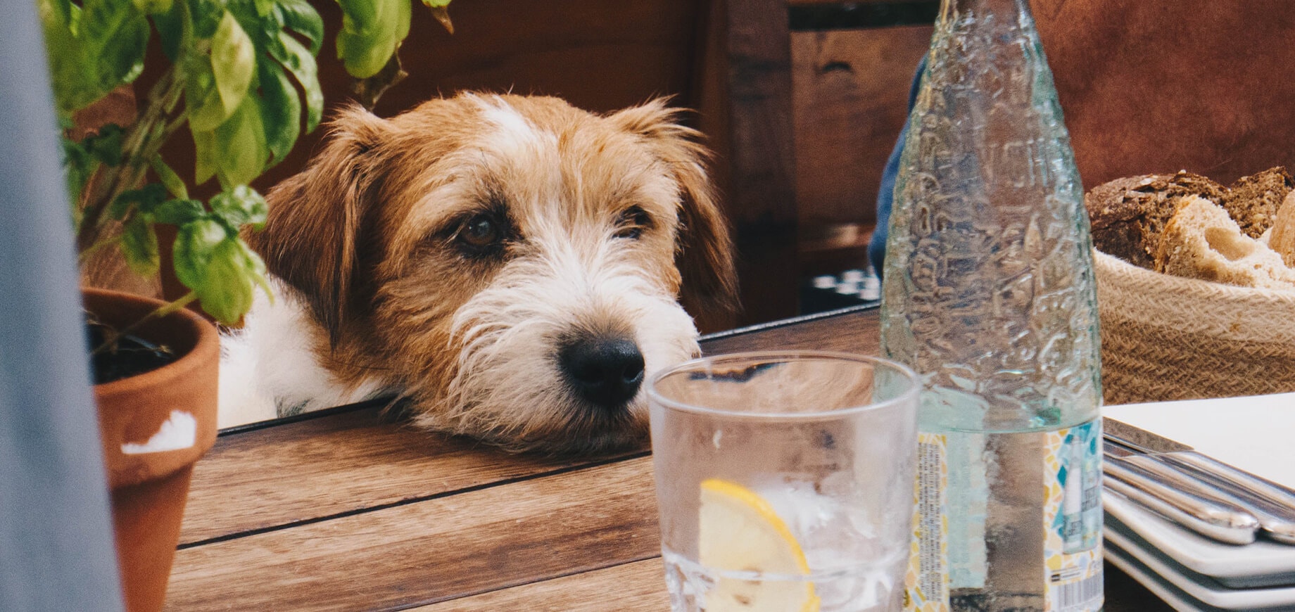 Ein neugieriger Hund blickt auf ein Glas Wasser auf einem Holztisch