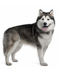 large_alaskan-malamute-0-636246612046470981.jpg
