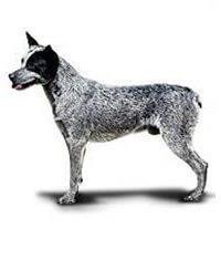 large_australischer-treibhund-0-636246614019885981.jpg