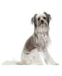large_chinesischer-schopfhund-0-636246622586455981.jpg
