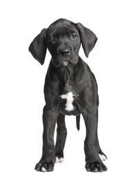 large_deutsche-dogge-0-636246633900483981.jpg
