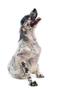 large_englischer-setter-0-636246628343796981.jpg
