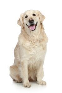 large_golden-retriever-0-636246633417865776.jpg