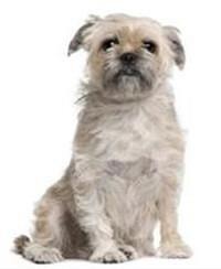large_griffon-bruxellois-0-636246634288963981.jpg