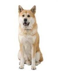 large_japanischer-akita-0-636246639916518981.jpg