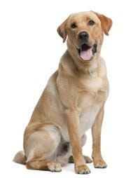 large_labrador-retriever-0-636246644459661981.jpg