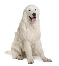 large_maremmen-abruzzen-schaferhund-0-636246646346966981.jpg