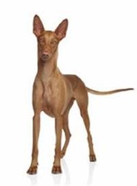 large_pharaonenhund-0-636246650155304981.jpg