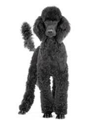 large_pudel-0-636246650848367981.jpg