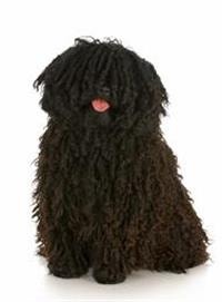 large_puli-0-636246651459562981.jpg