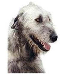 large_schottischer-jagdhund-0-636246627579034981.jpg