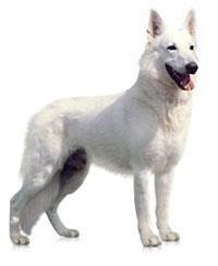 large_weisser-schweizer-schaferhund-0-636246657418961981.jpg