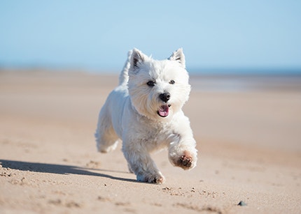 Terrier