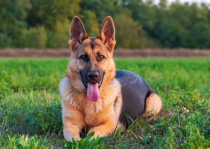 Deutscher Schäferhund