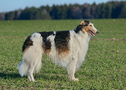 Barsoi