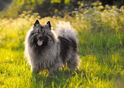 Wolfspitz
